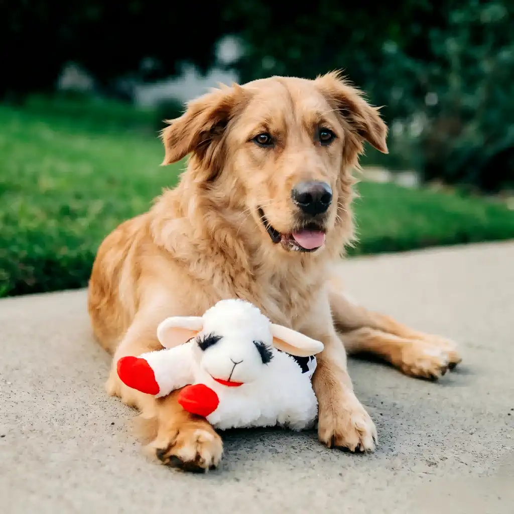dog toy dog toy